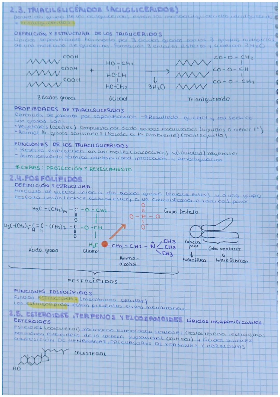 TEMA 2:GLUCIDOS Y LIPIDOS
4.4. GLUCIDOS
DEFINICIÓN DE GLUCIDOS
Biomolea as organicas formada por C₁ HYO Formula
empirica CnH₂nOn.concados, c