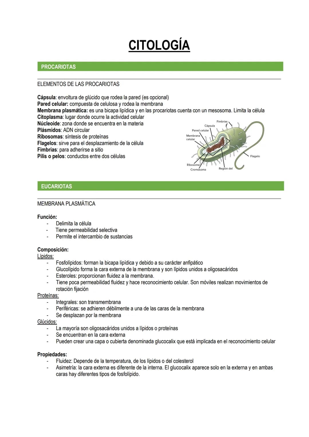 PROCARIOTAS
ELEMENTOS DE LAS PROCARIOTAS
Cápsula: envoltura de glúcido que rodea la pared (es opcional)
Pared celular: compuesta de celulosa