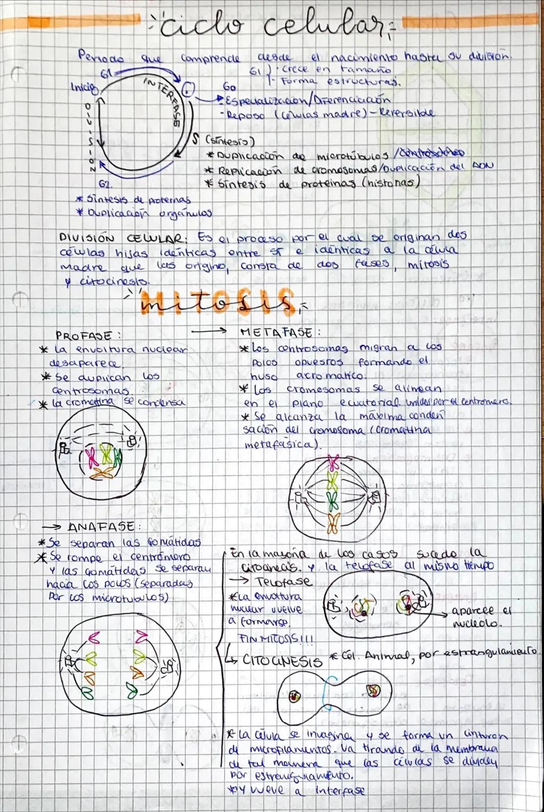 Ciclo celular, mitosis y meiosis