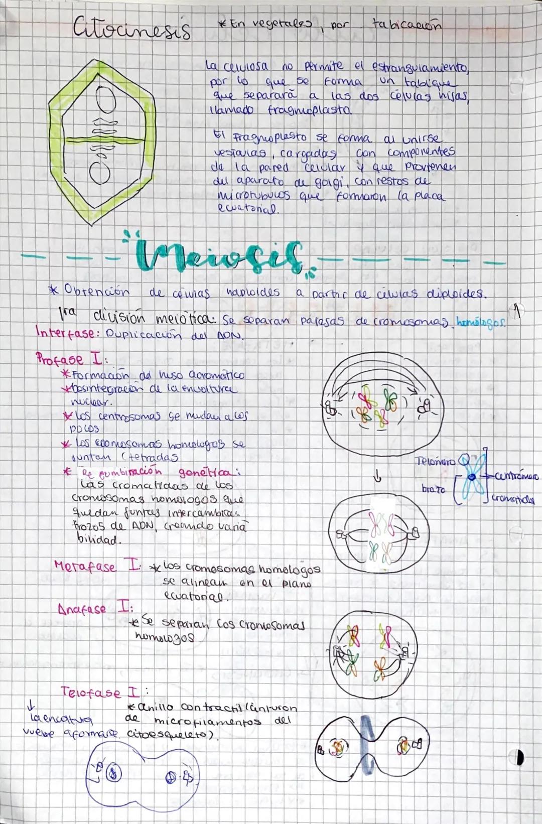 # ciclo celular;

Periodo que comprende desde el nacimiento haster ou division

61

Inicio

INTERFASE

Ga

S

61) crece en tamaño

Forma est