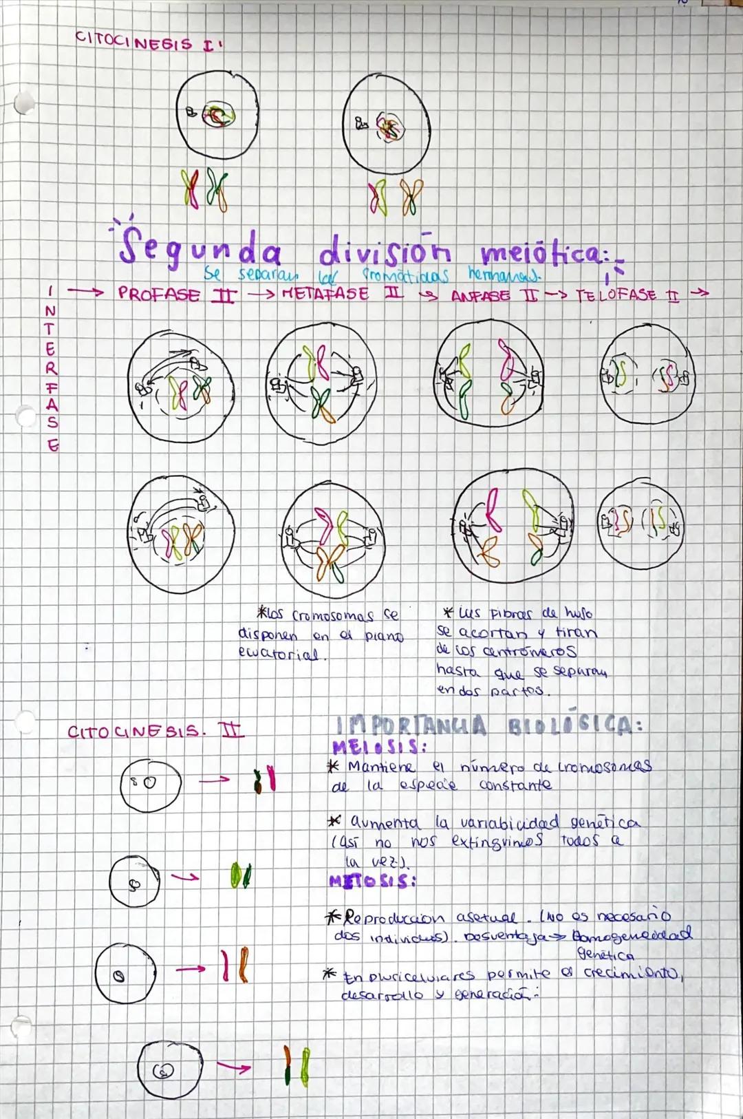 # ciclo celular;

Periodo que comprende desde el nacimiento haster ou division

61

Inicio

INTERFASE

Ga

S

61) crece en tamaño

Forma est