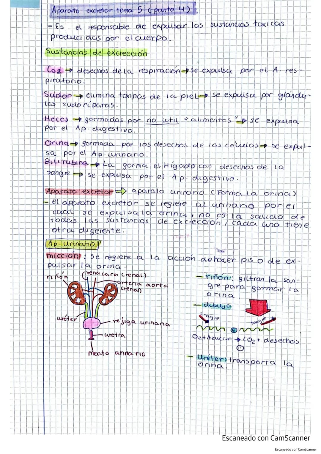 Aparato excretor tema 5 punto 45
el responsable de expulsar las sustancias toxicas
producidas por el cuerpo.
Sustancias de excrección
-Es
Co