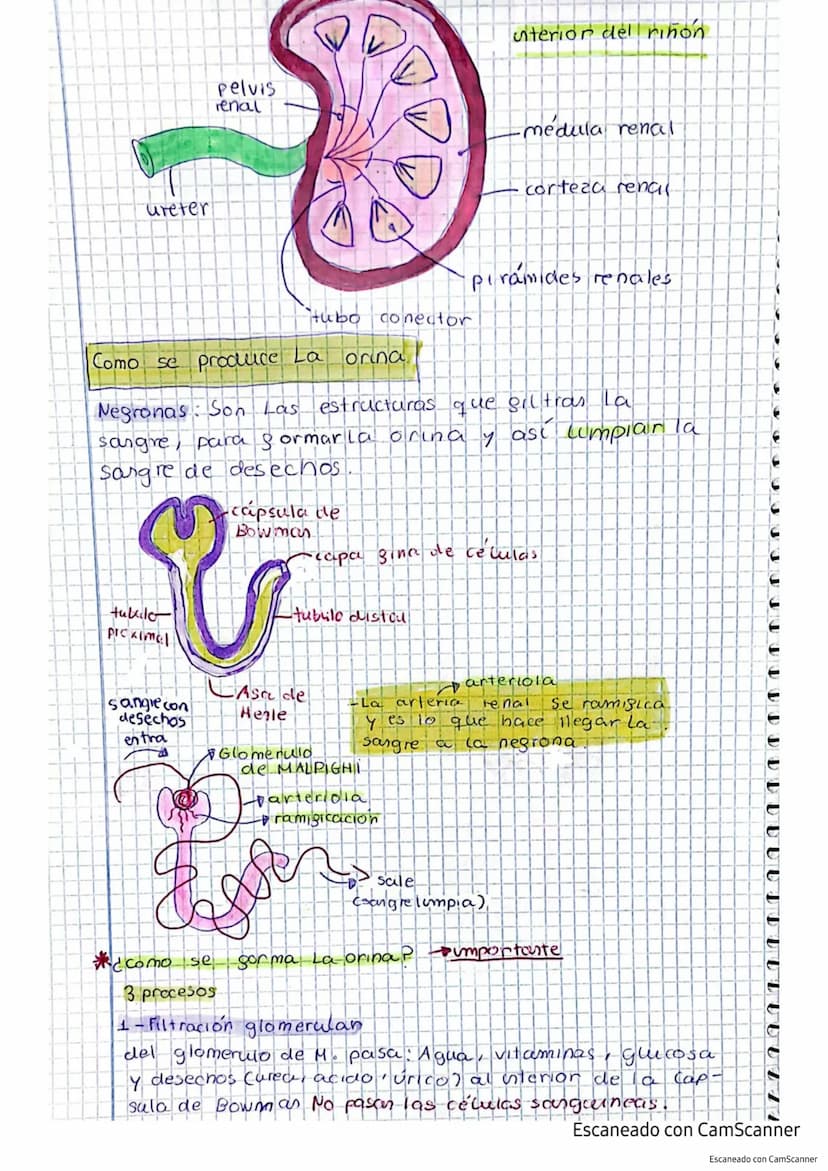 Aparato excretor tema 5 punto 45
el responsable de expulsar las sustancias toxicas
producidas por el cuerpo.
Sustancias de excrección
-Es
Co