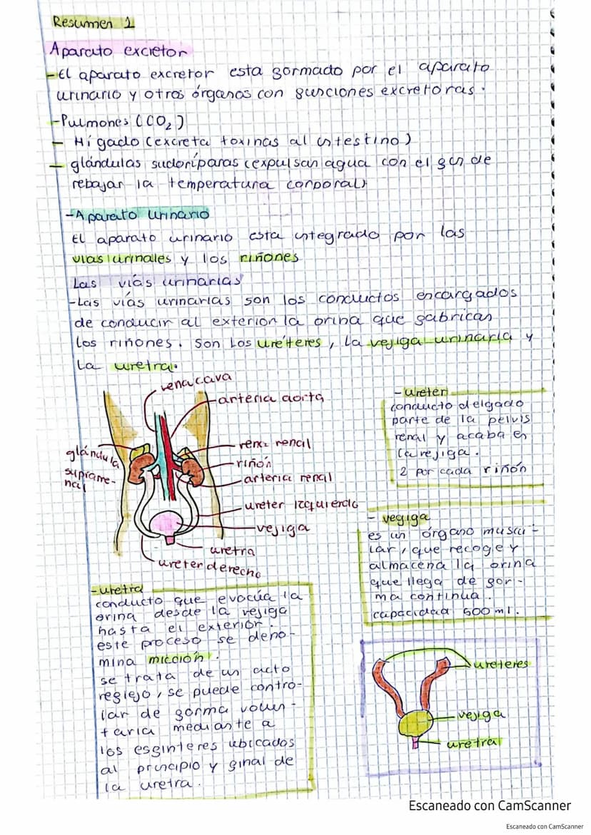 Aparato excretor tema 5 punto 45
el responsable de expulsar las sustancias toxicas
producidas por el cuerpo.
Sustancias de excrección
-Es
Co