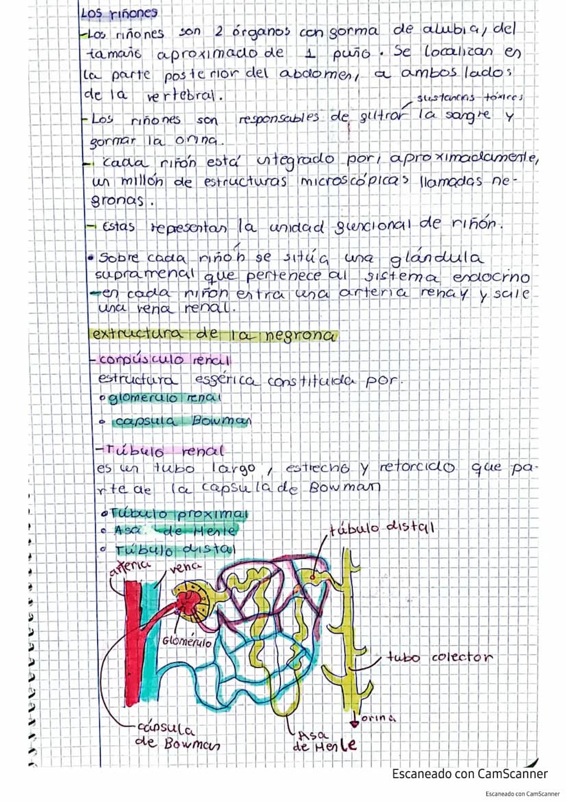 Aparato excretor tema 5 punto 45
el responsable de expulsar las sustancias toxicas
producidas por el cuerpo.
Sustancias de excrección
-Es
Co