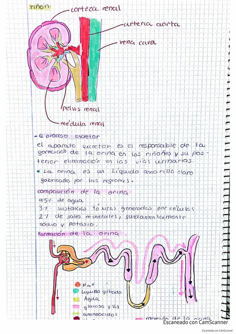 Aparato excretor tema 5 punto 45
el responsable de expulsar las sustancias toxicas
producidas por el cuerpo.
Sustancias de excrección
-Es
Co