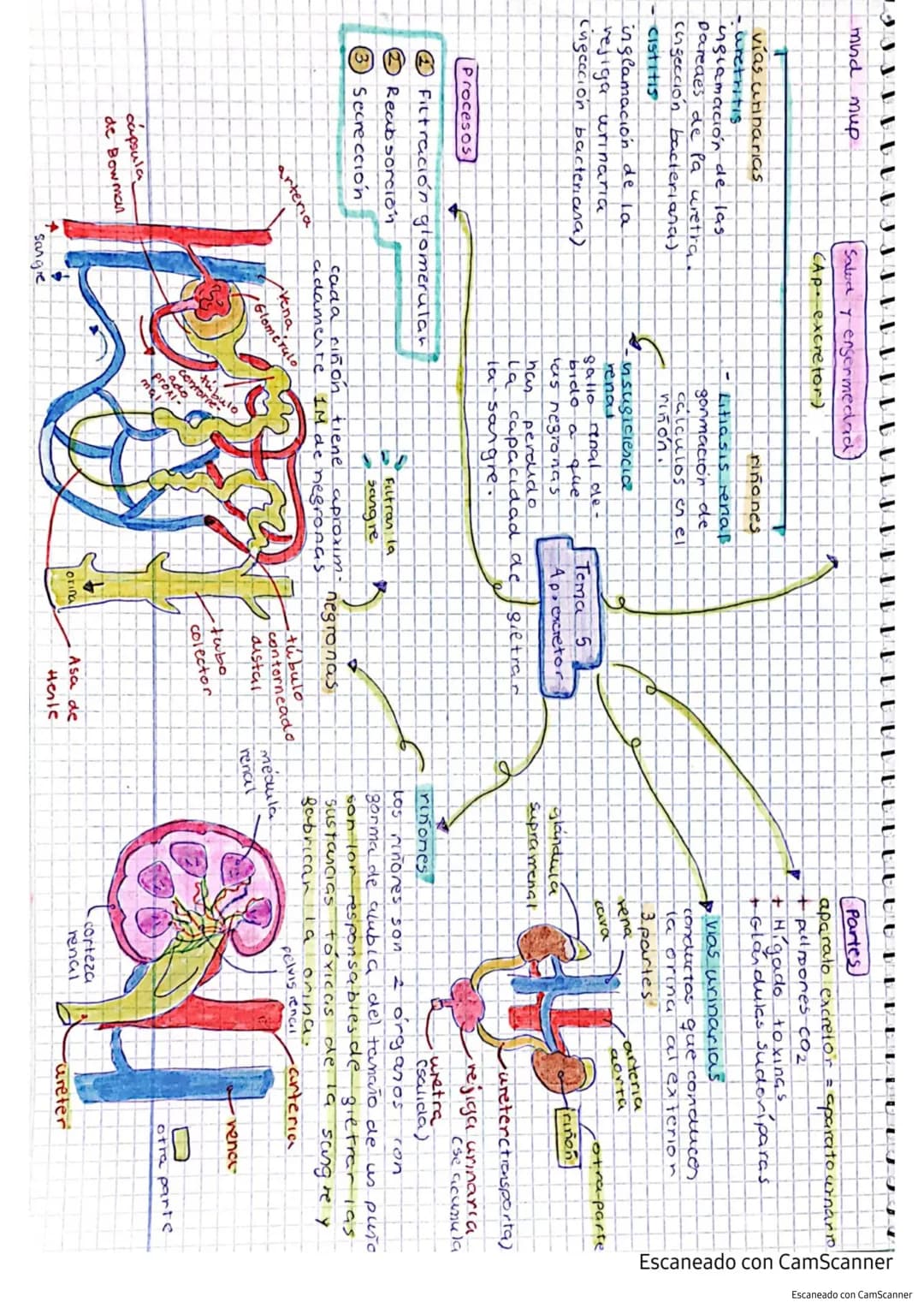 Aparato excretor tema 5 punto 45
el responsable de expulsar las sustancias toxicas
producidas por el cuerpo.
Sustancias de excrección
-Es
Co