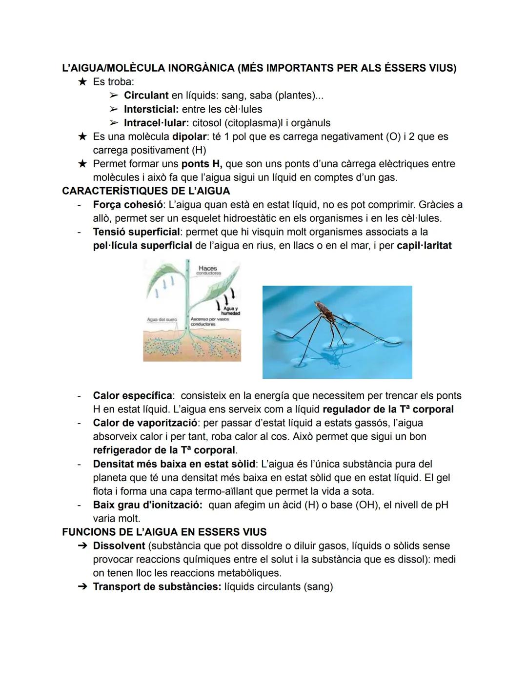 --- OCR Start ---
T1. Composició dels éssers vius
ÉSSERS VIUS:
- Construïts per cèl·lules (unicel./pluricel.)
- Realitzen les 3 funcions vit