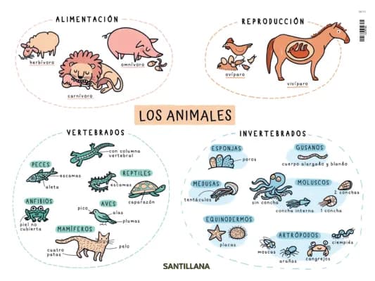 Know Repaso de los invertebrados y vertebrados thumbnail