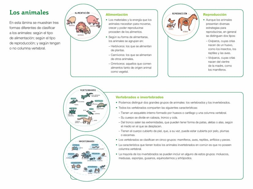 herbívoro
PECES
ANFIBIOS
piel no
cubierta
ALIMENTACIÓN
aleta
DUTCOM
carnívoro
cuatro
patas
escamas
VERTEBRADOS
pico
MAMÍFEROS
omnívoro
-con 