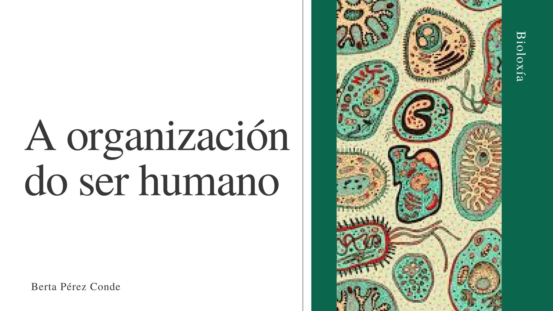 # A organización
do ser humano

Berta Pérez Conde

Bioloxía Indice
-OS NIVEIS DE ORGANIZACIÓN
-A CELULA HUMANA
-A DIFERENCIACIÓN CELULAR
-OS