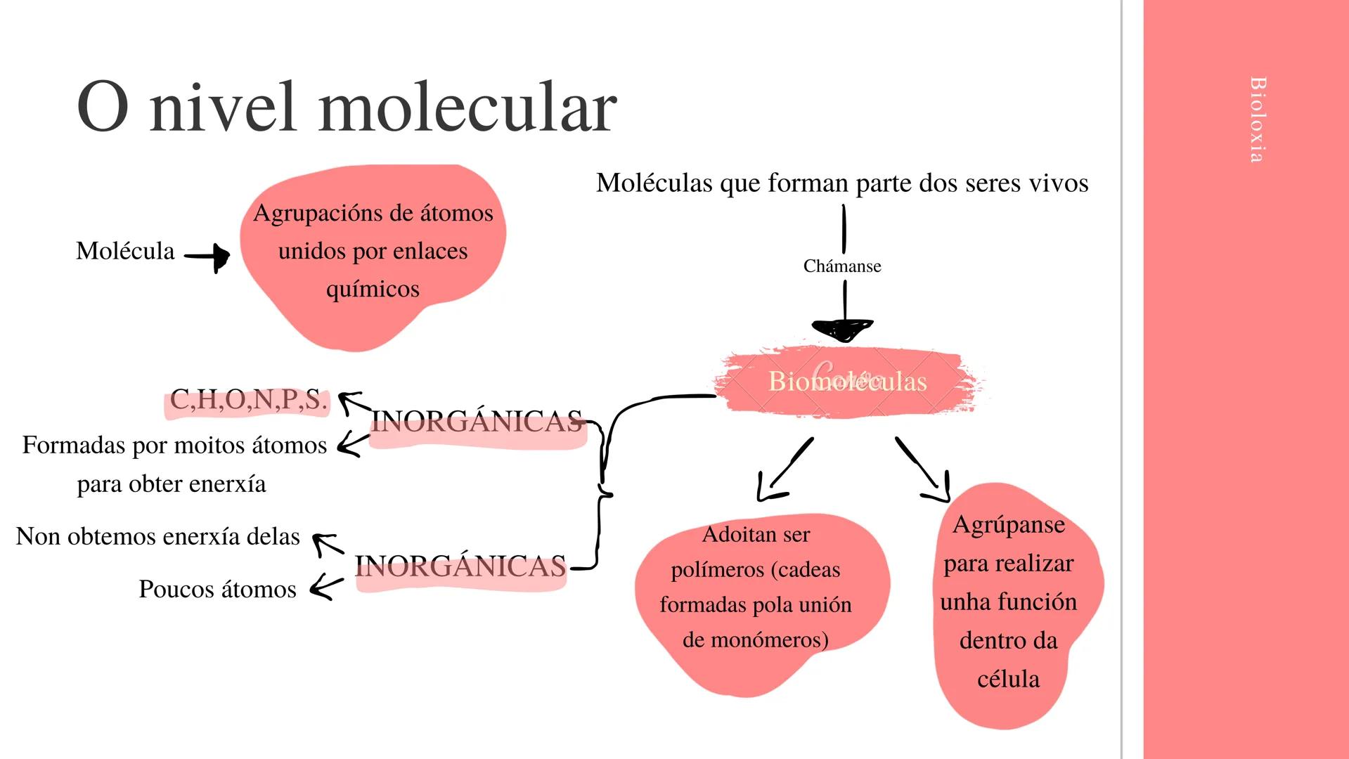 # A organización
do ser humano

Berta Pérez Conde

Bioloxía Indice
-OS NIVEIS DE ORGANIZACIÓN
-A CELULA HUMANA
-A DIFERENCIACIÓN CELULAR
-OS
