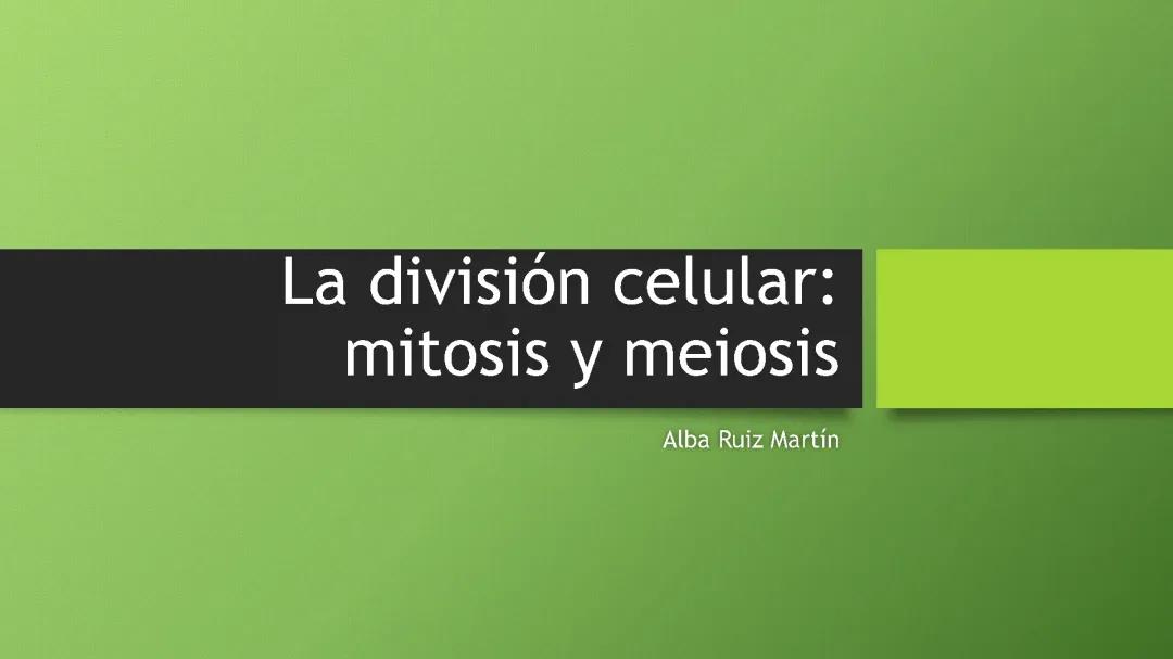 Todo sobre la Mitosis y Meiosis: Fases y Diferencias