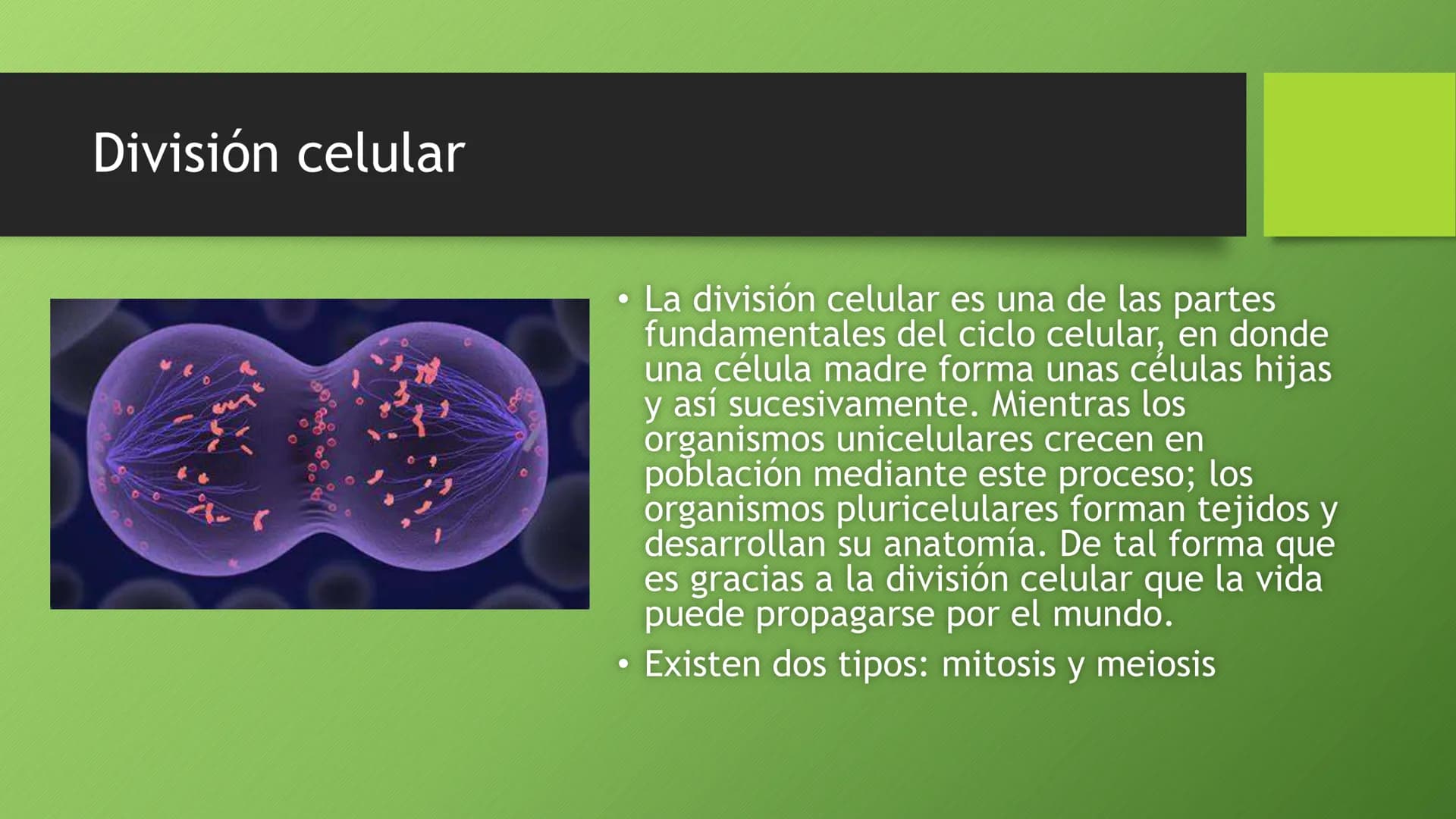 La división celular:
mitosis y meiosis
Alba Ruiz Martín Índice
• El ciclo celular:
concepto -3
fases-4
●
●
. - Interfase-5
●
-Fase g1-7
-Fas