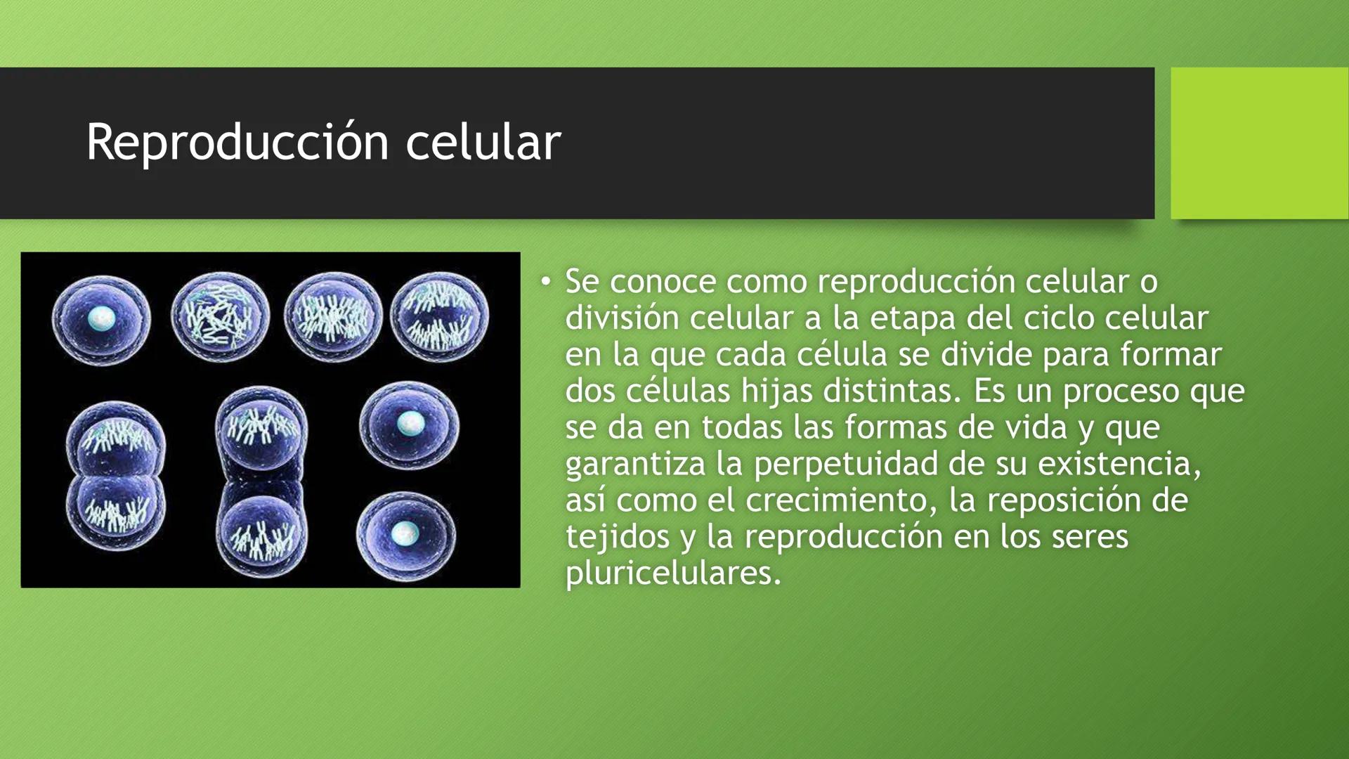 La división celular:
mitosis y meiosis
Alba Ruiz Martín Índice
• El ciclo celular:
concepto -3
fases-4
●
●
. - Interfase-5
●
-Fase g1-7
-Fas