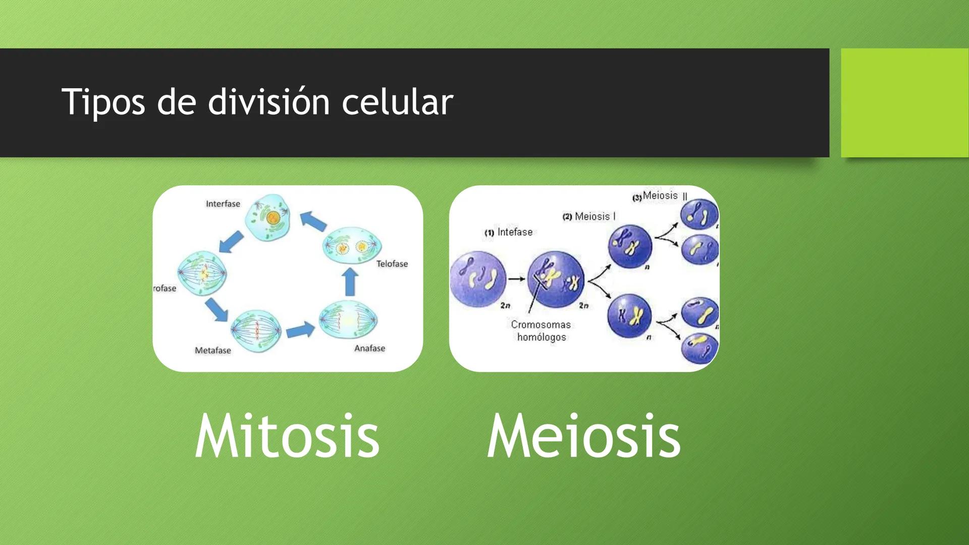 La división celular:
mitosis y meiosis
Alba Ruiz Martín Índice
• El ciclo celular:
concepto -3
fases-4
●
●
. - Interfase-5
●
-Fase g1-7
-Fas