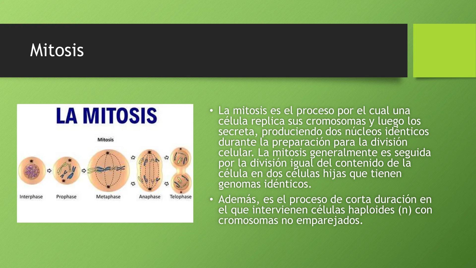 La división celular:
mitosis y meiosis
Alba Ruiz Martín Índice
• El ciclo celular:
concepto -3
fases-4
●
●
. - Interfase-5
●
-Fase g1-7
-Fas