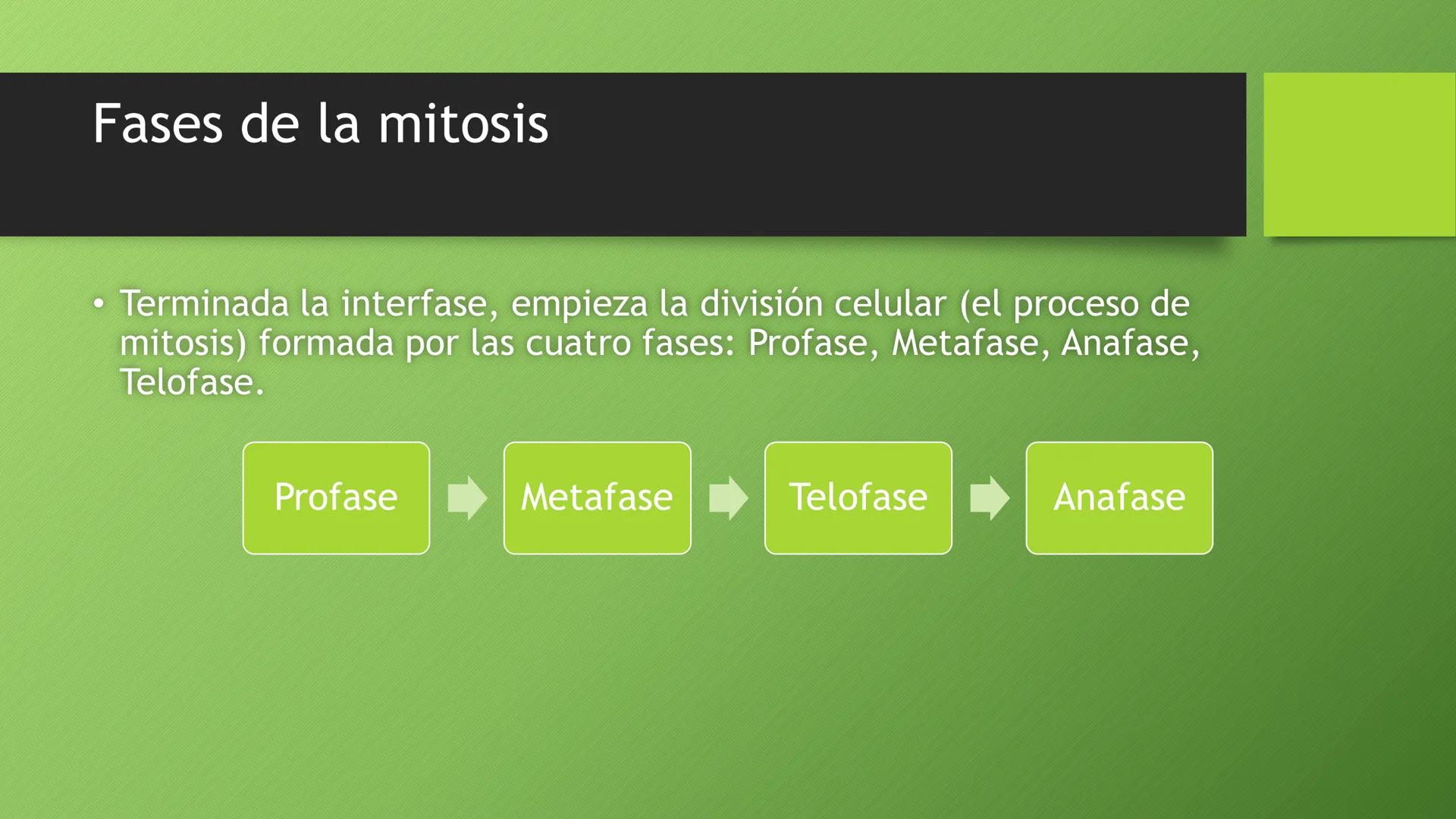 La división celular:
mitosis y meiosis
Alba Ruiz Martín Índice
• El ciclo celular:
concepto -3
fases-4
●
●
. - Interfase-5
●
-Fase g1-7
-Fas