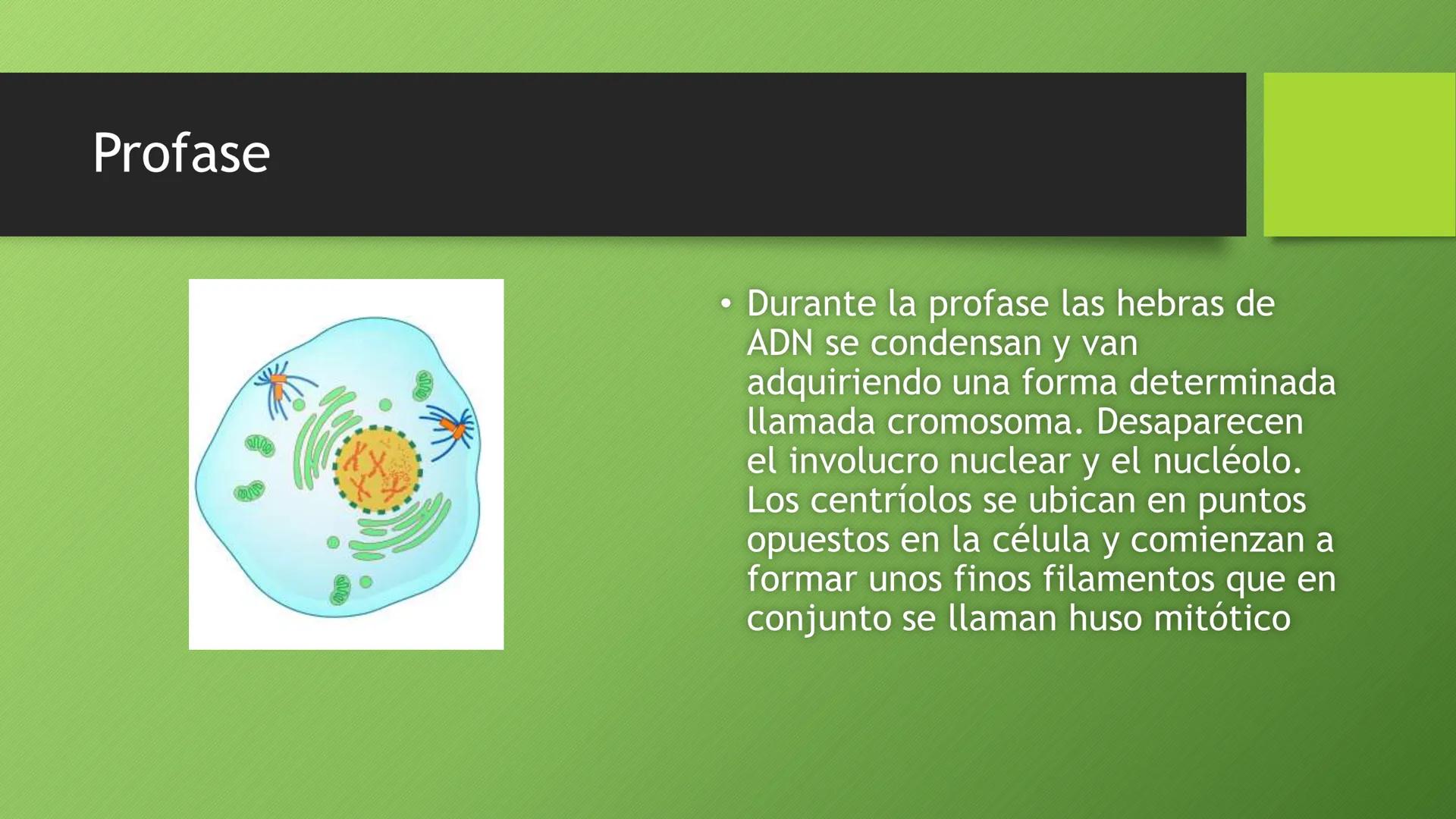 La división celular:
mitosis y meiosis
Alba Ruiz Martín Índice
• El ciclo celular:
concepto -3
fases-4
●
●
. - Interfase-5
●
-Fase g1-7
-Fas