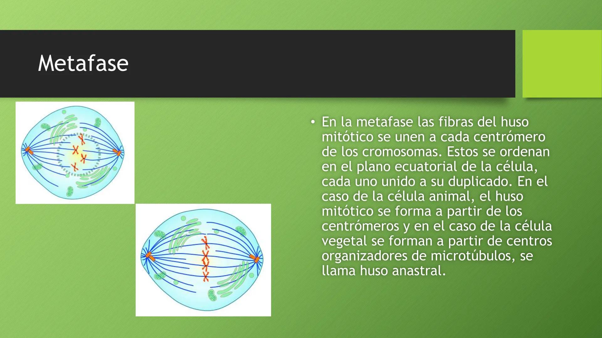 La división celular:
mitosis y meiosis
Alba Ruiz Martín Índice
• El ciclo celular:
concepto -3
fases-4
●
●
. - Interfase-5
●
-Fase g1-7
-Fas