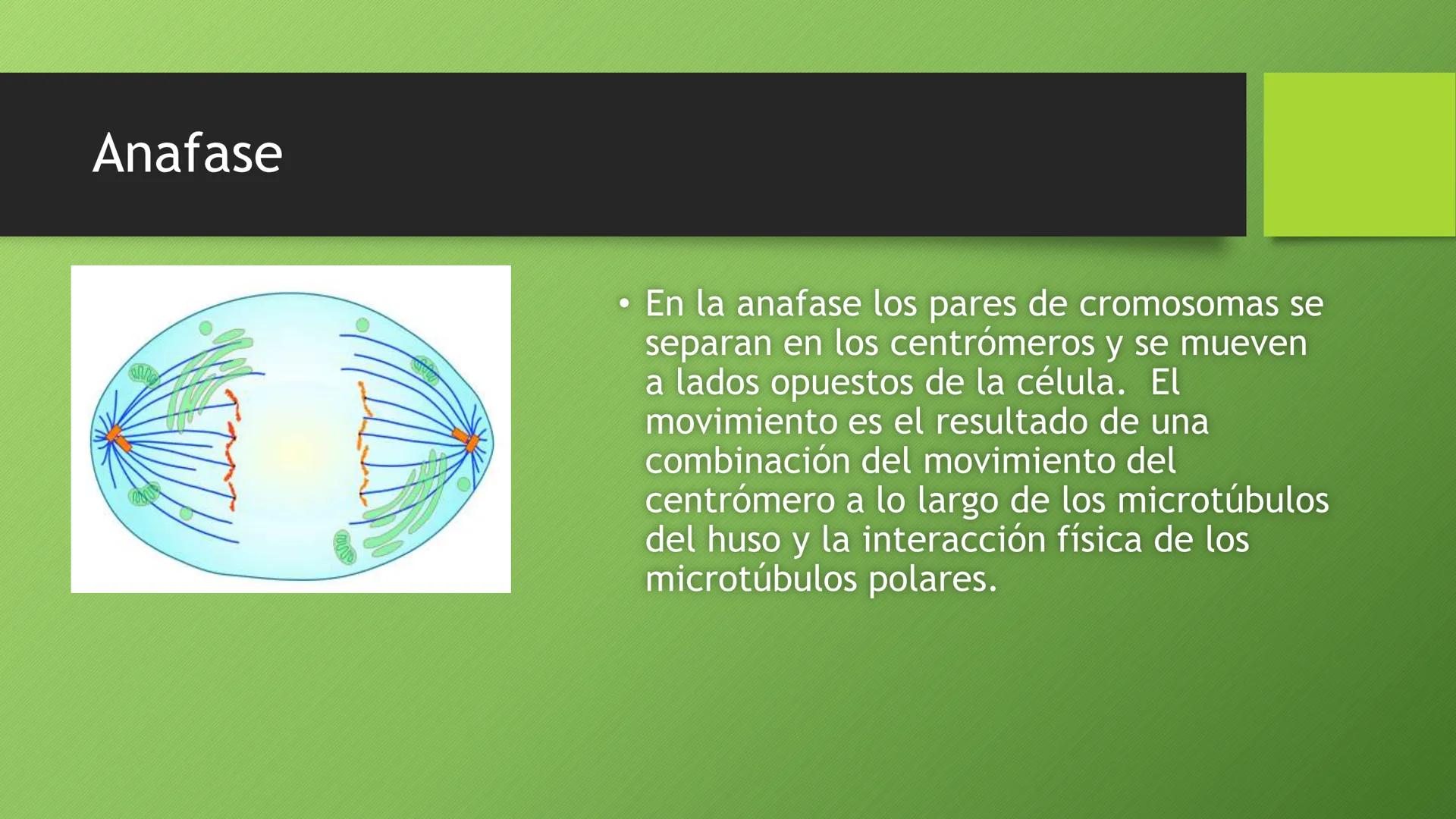 La división celular:
mitosis y meiosis
Alba Ruiz Martín Índice
• El ciclo celular:
concepto -3
fases-4
●
●
. - Interfase-5
●
-Fase g1-7
-Fas