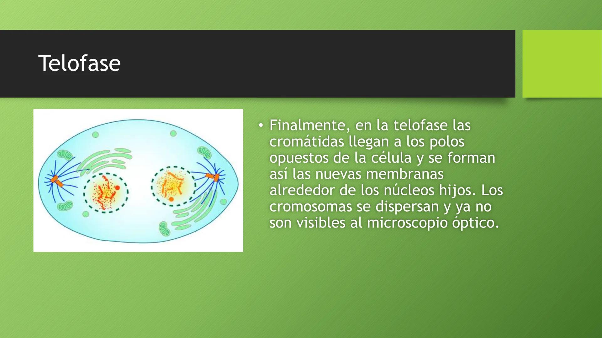 La división celular:
mitosis y meiosis
Alba Ruiz Martín Índice
• El ciclo celular:
concepto -3
fases-4
●
●
. - Interfase-5
●
-Fase g1-7
-Fas