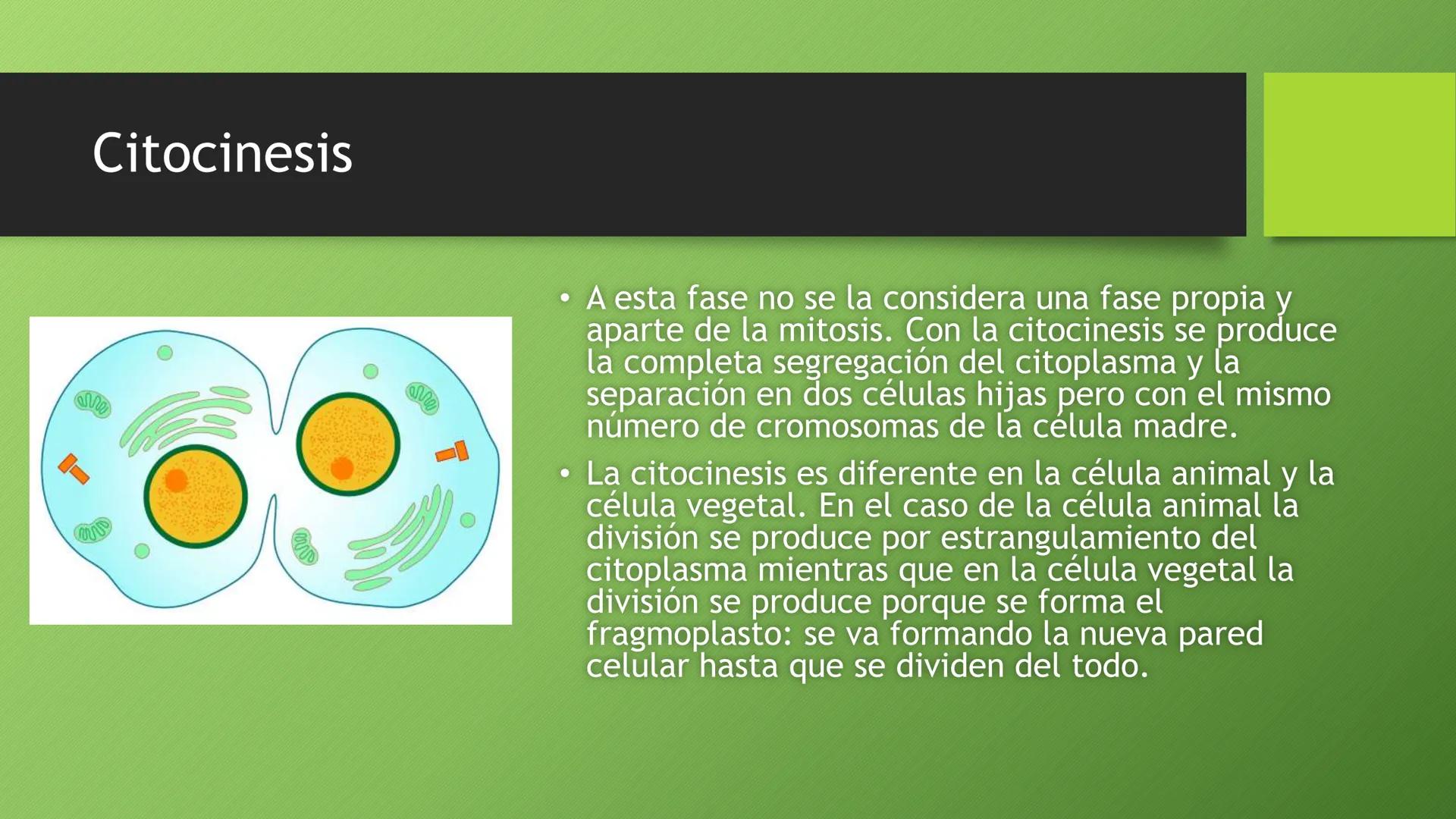 La división celular:
mitosis y meiosis
Alba Ruiz Martín Índice
• El ciclo celular:
concepto -3
fases-4
●
●
. - Interfase-5
●
-Fase g1-7
-Fas