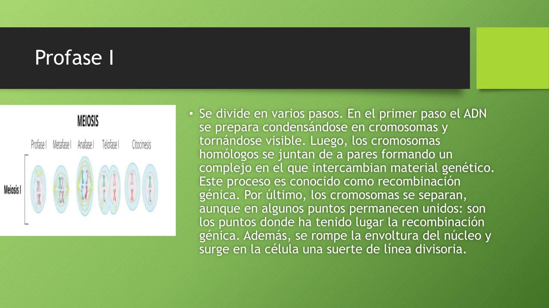 La división celular:
mitosis y meiosis
Alba Ruiz Martín Índice
• El ciclo celular:
concepto -3
fases-4
●
●
. - Interfase-5
●
-Fase g1-7
-Fas