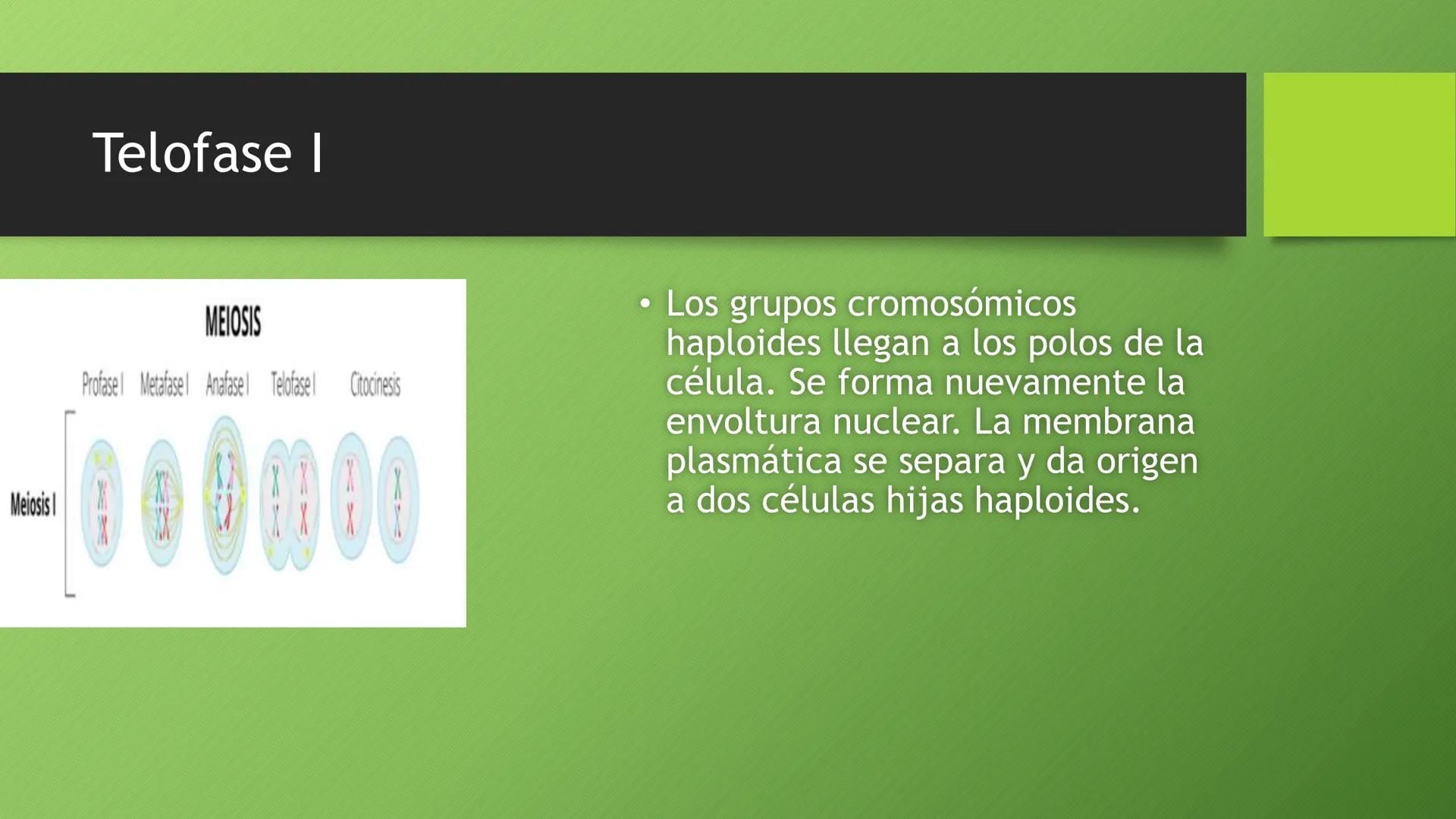 La división celular:
mitosis y meiosis
Alba Ruiz Martín Índice
• El ciclo celular:
concepto -3
fases-4
●
●
. - Interfase-5
●
-Fase g1-7
-Fas