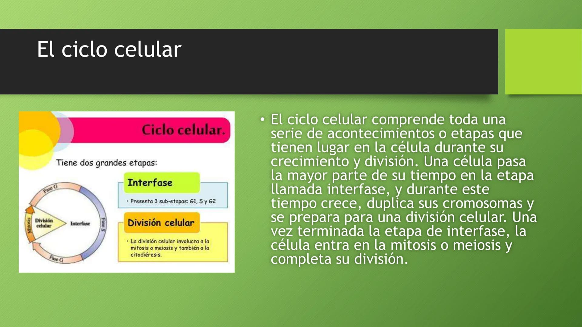 La división celular:
mitosis y meiosis
Alba Ruiz Martín Índice
• El ciclo celular:
concepto -3
fases-4
●
●
. - Interfase-5
●
-Fase g1-7
-Fas