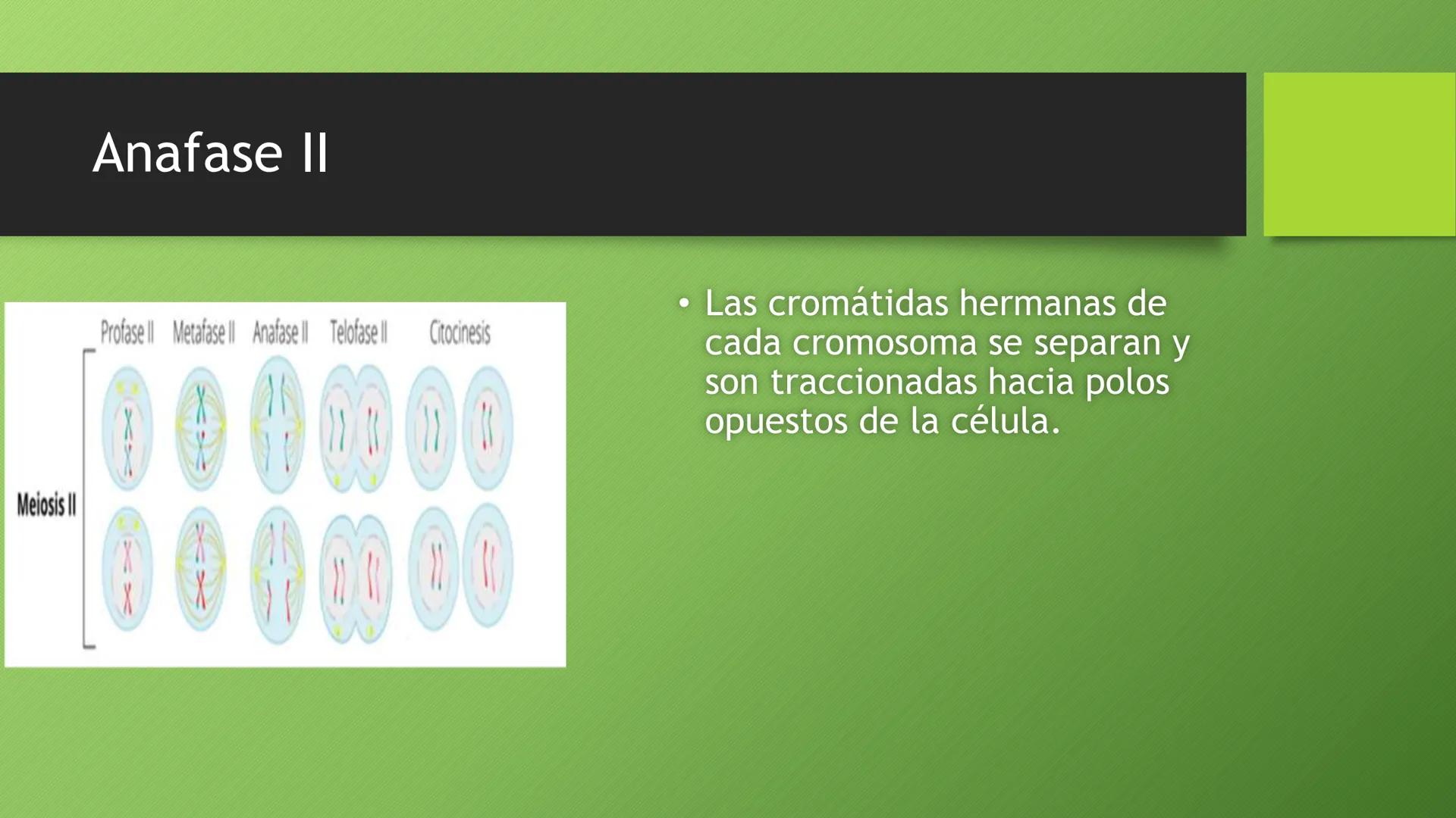 La división celular:
mitosis y meiosis
Alba Ruiz Martín Índice
• El ciclo celular:
concepto -3
fases-4
●
●
. - Interfase-5
●
-Fase g1-7
-Fas