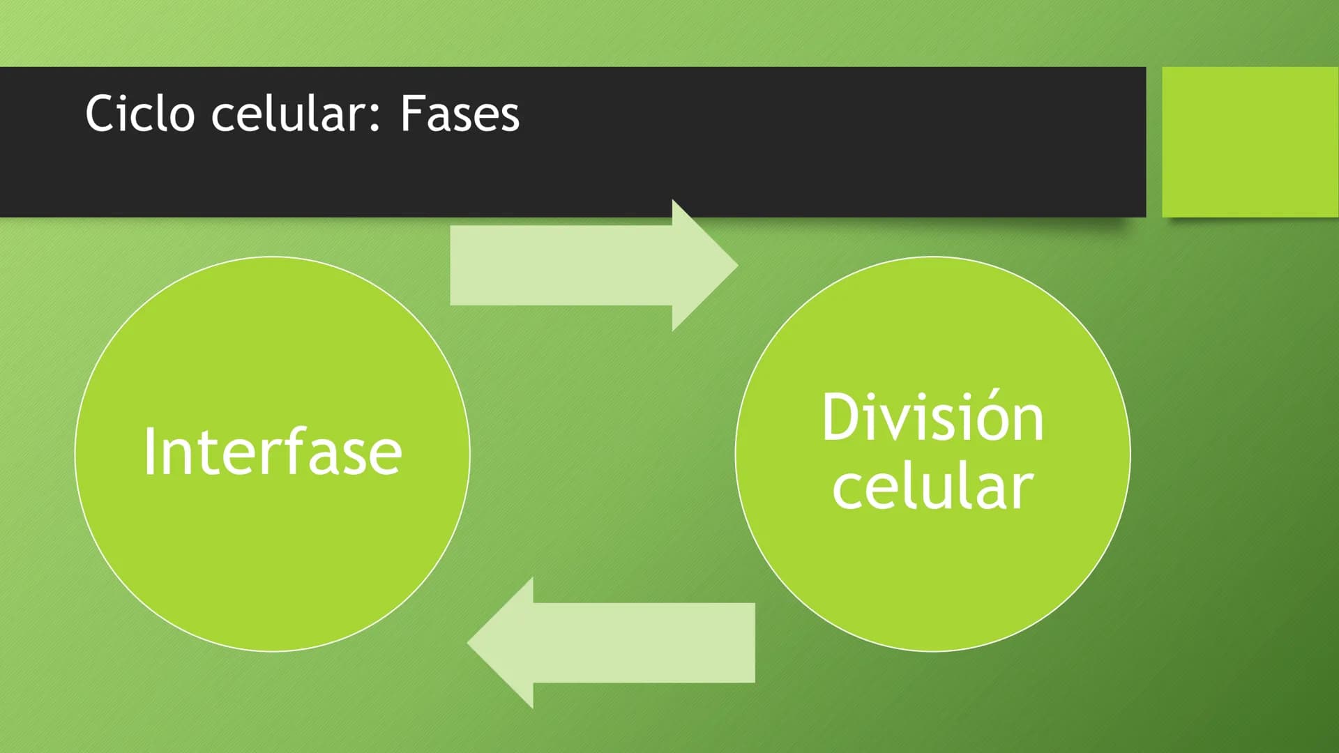 Todo sobre la Mitosis y Meiosis: Fases y Diferencias