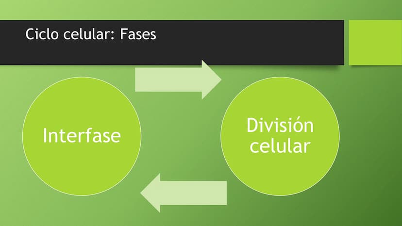 La división celular:
mitosis y meiosis
Alba Ruiz Martín Índice
• El ciclo celular:
concepto -3
fases-4
●
●
. - Interfase-5
●
-Fase g1-7
-Fas
