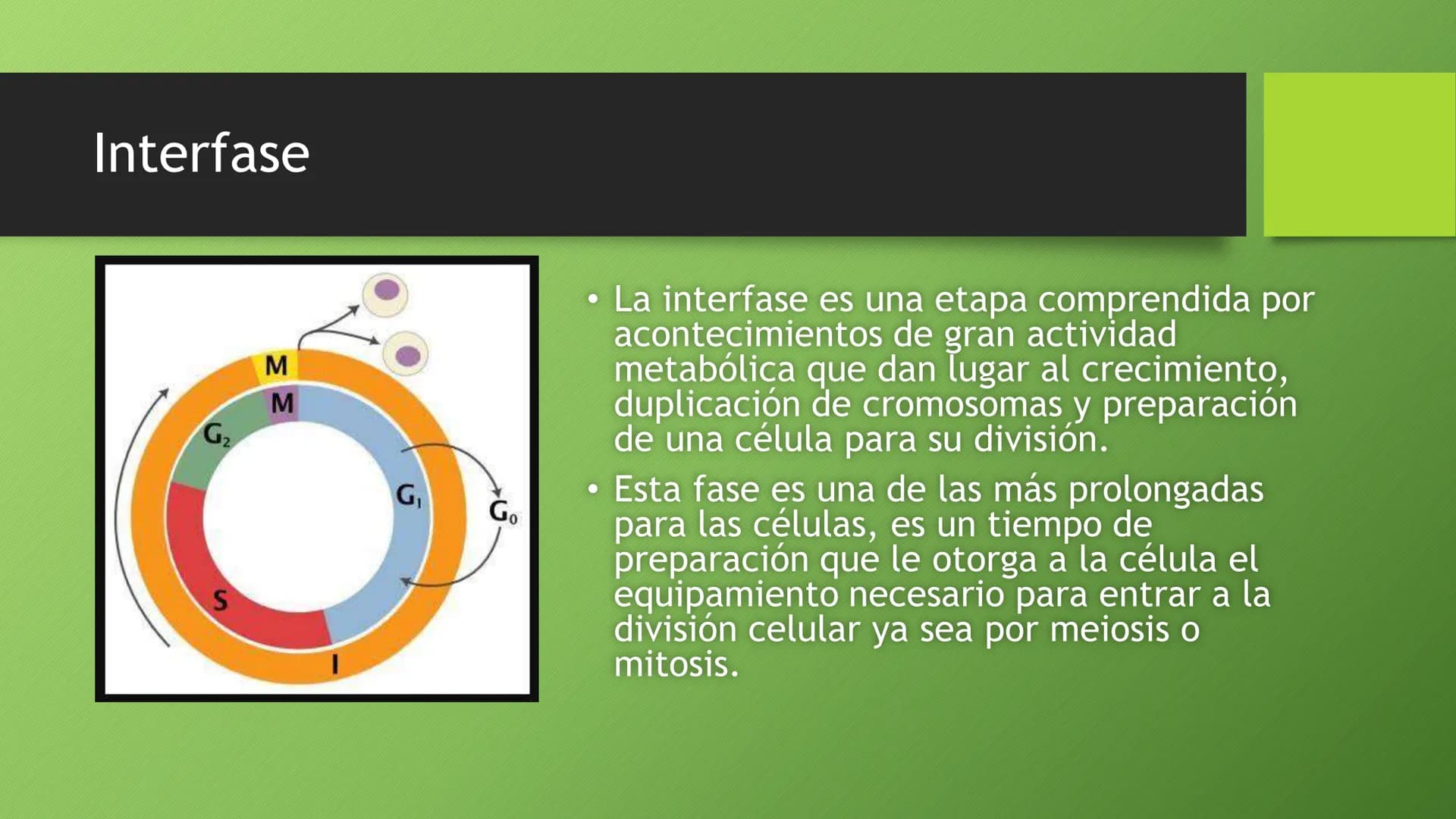 La división celular:
mitosis y meiosis
Alba Ruiz Martín Índice
• El ciclo celular:
concepto -3
fases-4
●
●
. - Interfase-5
●
-Fase g1-7
-Fas