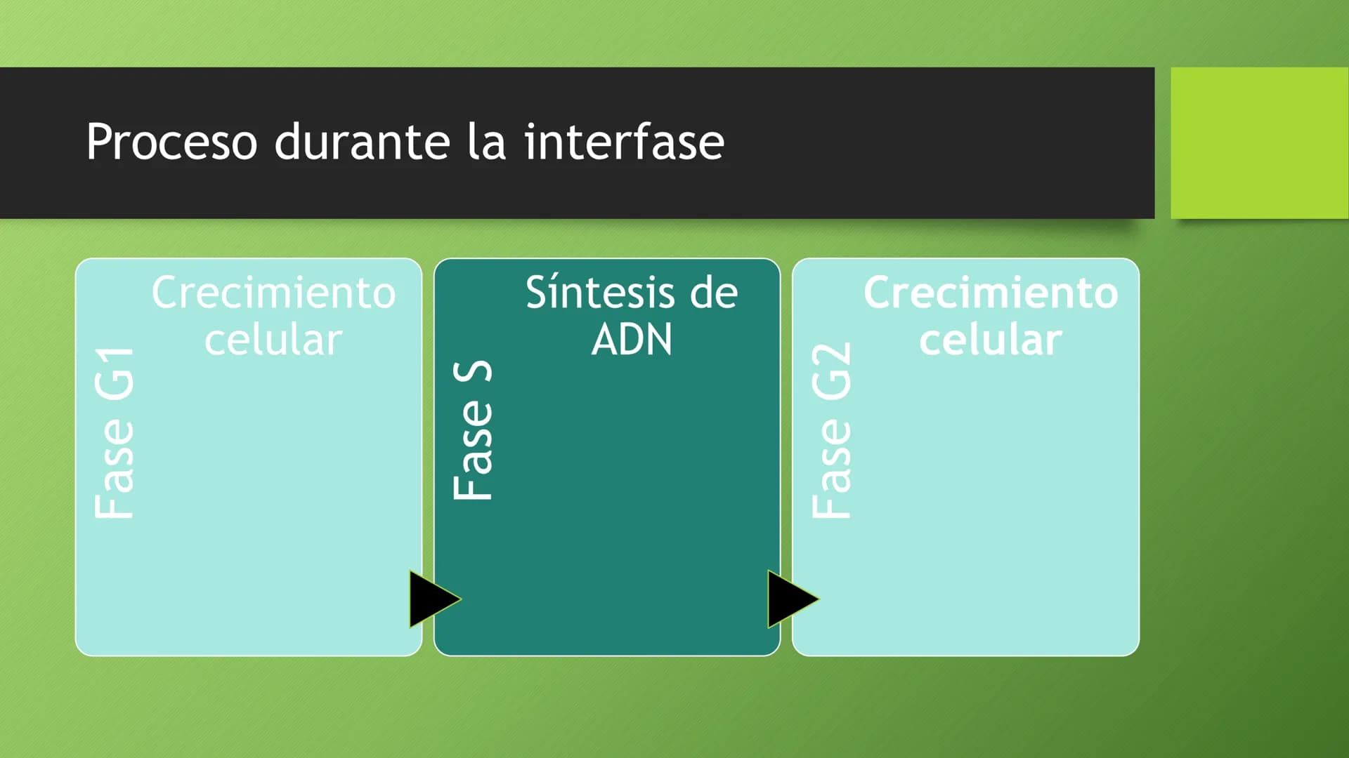 La división celular:
mitosis y meiosis
Alba Ruiz Martín Índice
• El ciclo celular:
concepto -3
fases-4
●
●
. - Interfase-5
●
-Fase g1-7
-Fas