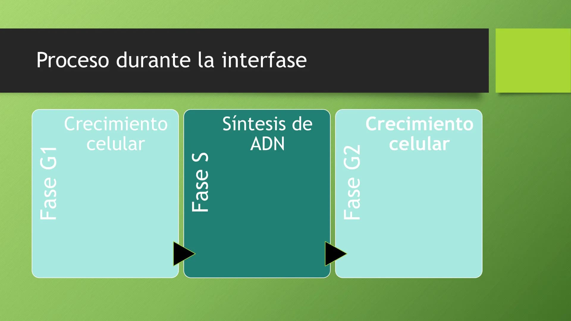 Todo sobre la Mitosis y Meiosis: Fases y Diferencias