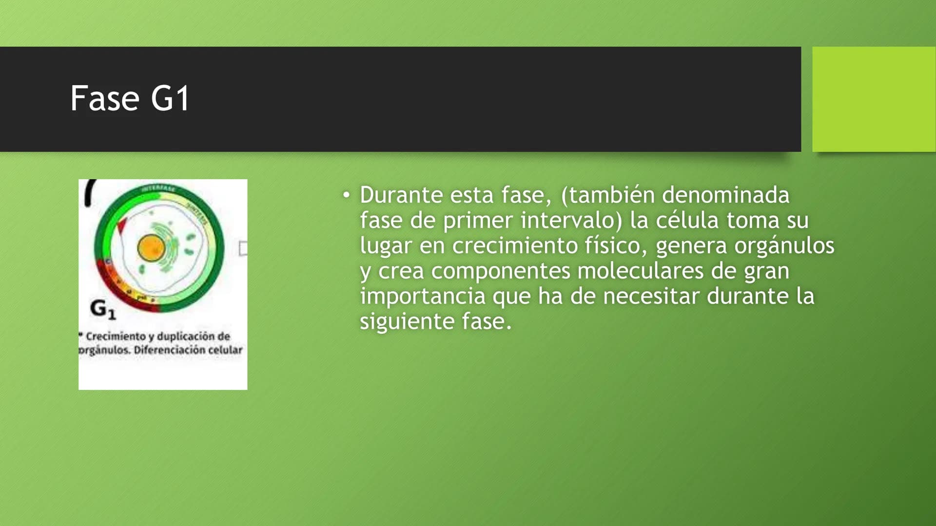 La división celular:
mitosis y meiosis
Alba Ruiz Martín Índice
• El ciclo celular:
concepto -3
fases-4
●
●
. - Interfase-5
●
-Fase g1-7
-Fas