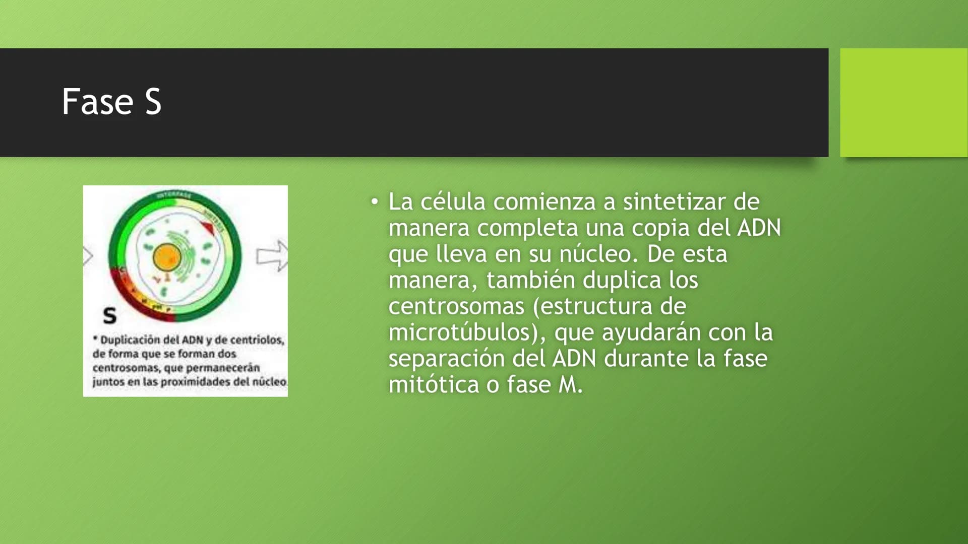 La división celular:
mitosis y meiosis
Alba Ruiz Martín Índice
• El ciclo celular:
concepto -3
fases-4
●
●
. - Interfase-5
●
-Fase g1-7
-Fas