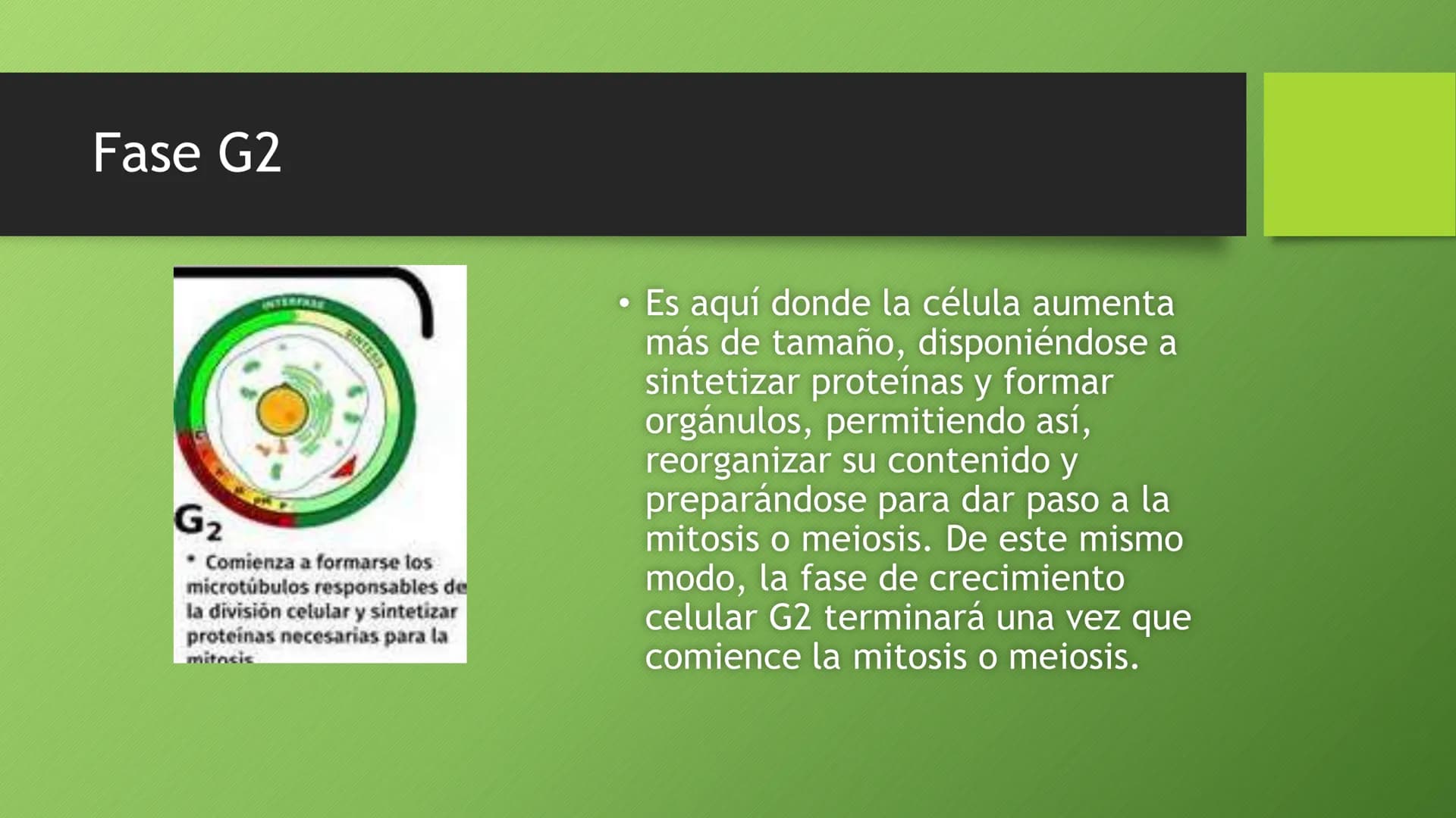 La división celular:
mitosis y meiosis
Alba Ruiz Martín Índice
• El ciclo celular:
concepto -3
fases-4
●
●
. - Interfase-5
●
-Fase g1-7
-Fas