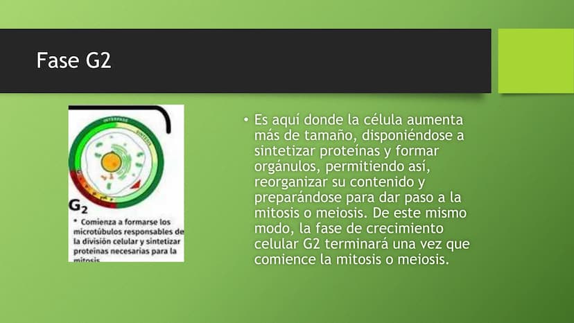 La división celular:
mitosis y meiosis
Alba Ruiz Martín Índice
• El ciclo celular:
concepto -3
fases-4
●
●
. - Interfase-5
●
-Fase g1-7
-Fas