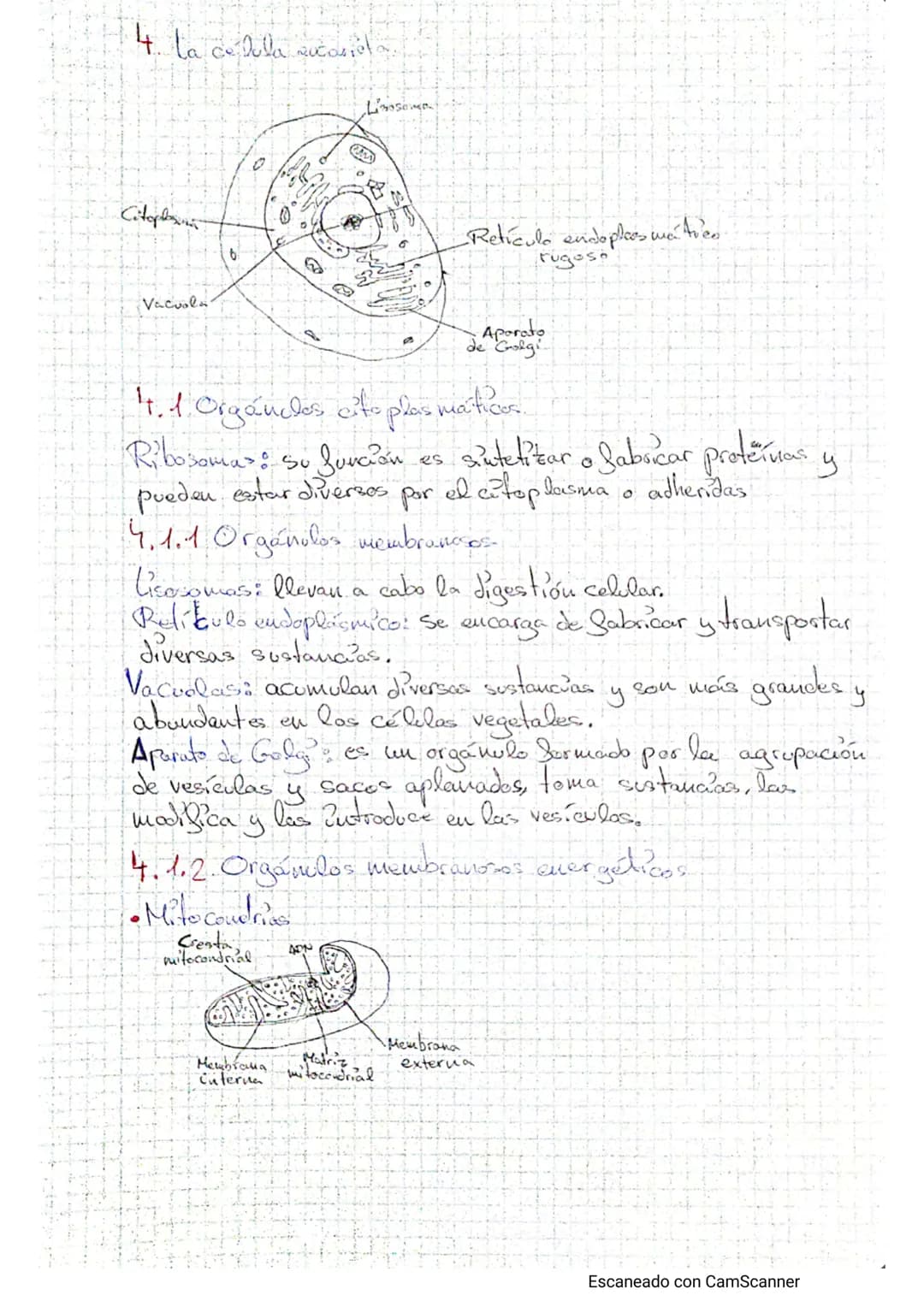 Tema - La calulba
1. Estructura celular y funciones
Teoría celulars-todos los seres vivos están formados por lite o tuos
célula, cuicelulare