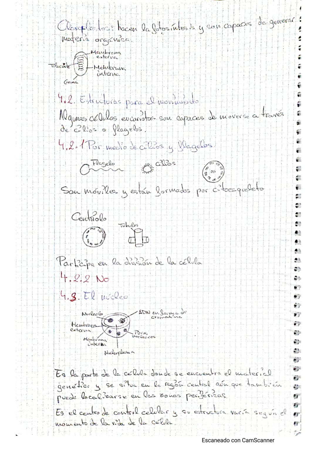 Tema - La calulba
1. Estructura celular y funciones
Teoría celulars-todos los seres vivos están formados por lite o tuos
célula, cuicelulare