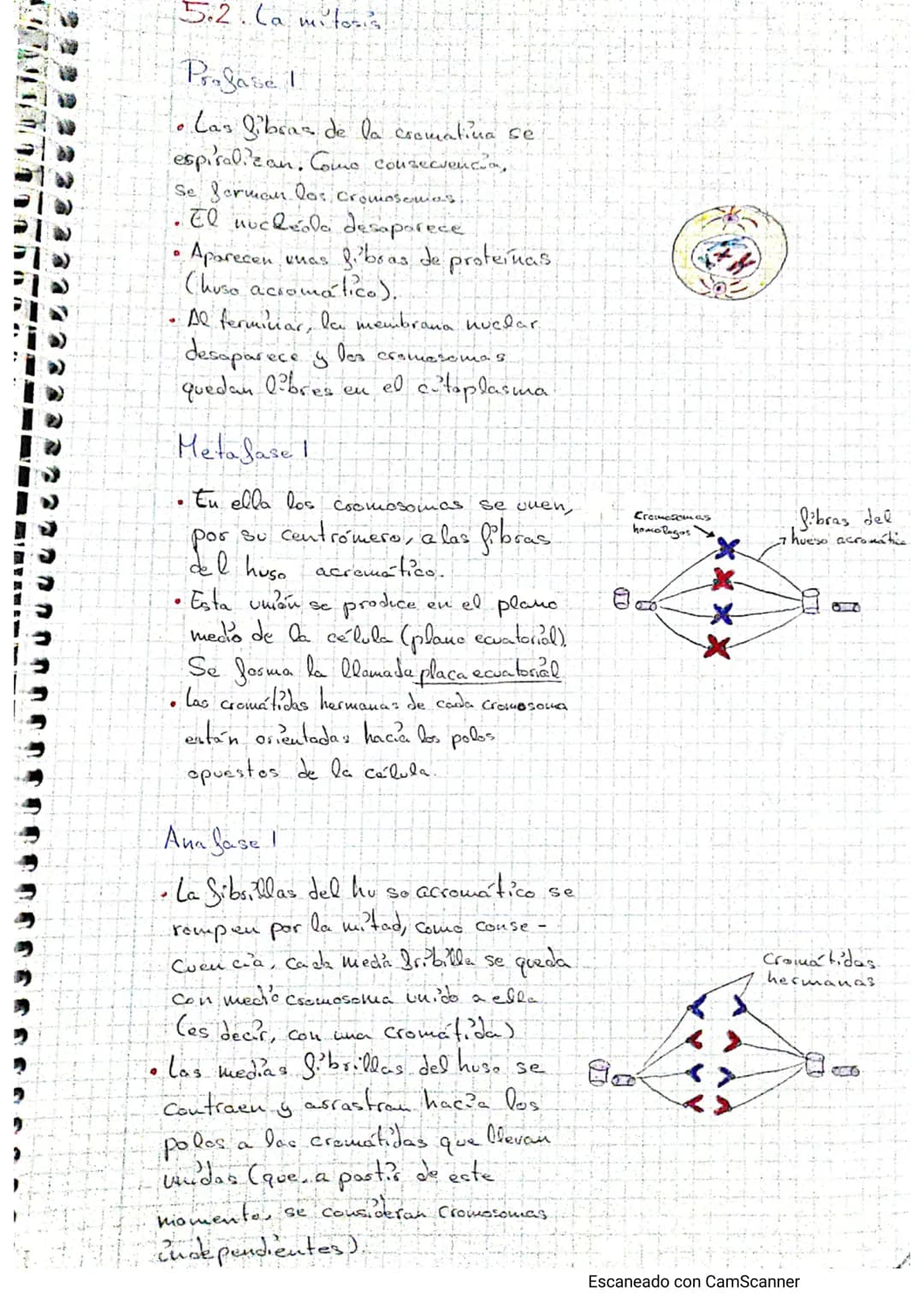 Tema - La calulba
1. Estructura celular y funciones
Teoría celulars-todos los seres vivos están formados por lite o tuos
célula, cuicelulare