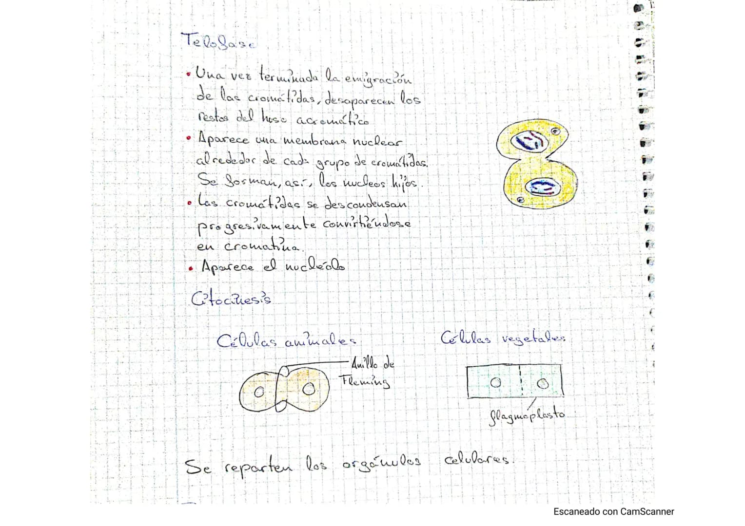 Tema - La calulba
1. Estructura celular y funciones
Teoría celulars-todos los seres vivos están formados por lite o tuos
célula, cuicelulare
