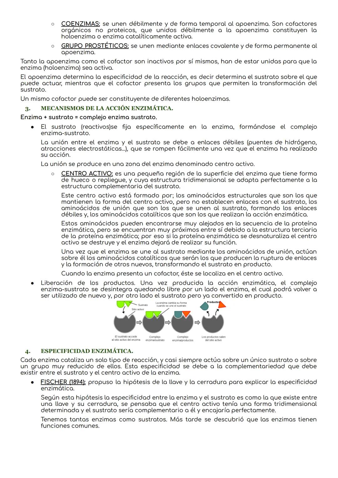 # Las enzimas y vitaminas.

1. BIOCATALIZADORES: CONCЕРТО.

Las reacciones químicas son procesos en los que se produce la transformación de 
