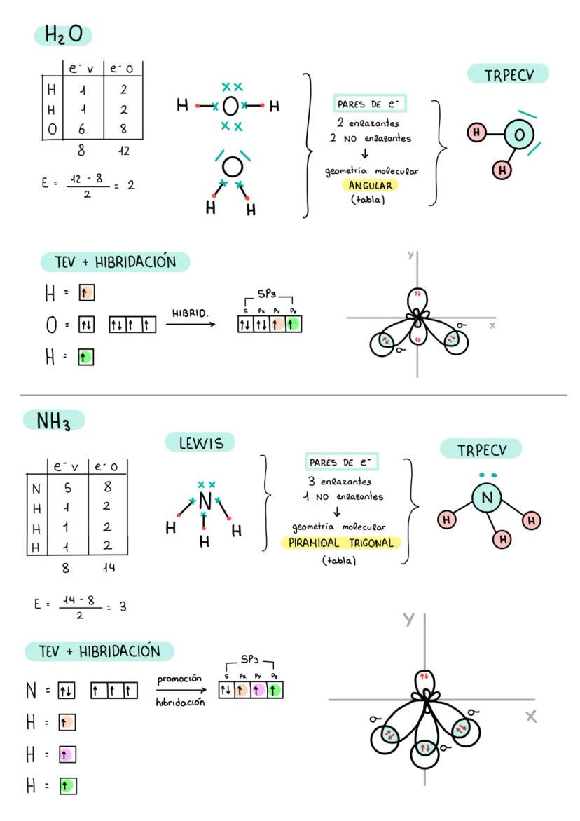 Z I I
N
H
H
H
H₂O
E =
H 1
1
HO
N
NH3
e v
E =
=
128
2
: ↑
STT T
5
6
8
TEV + HIBRIDACIÓN
H
1
1
8
e v e o
8
↑
↑↓
↑
e o
14-8
2
N X
2
d d
2
2
∞ N