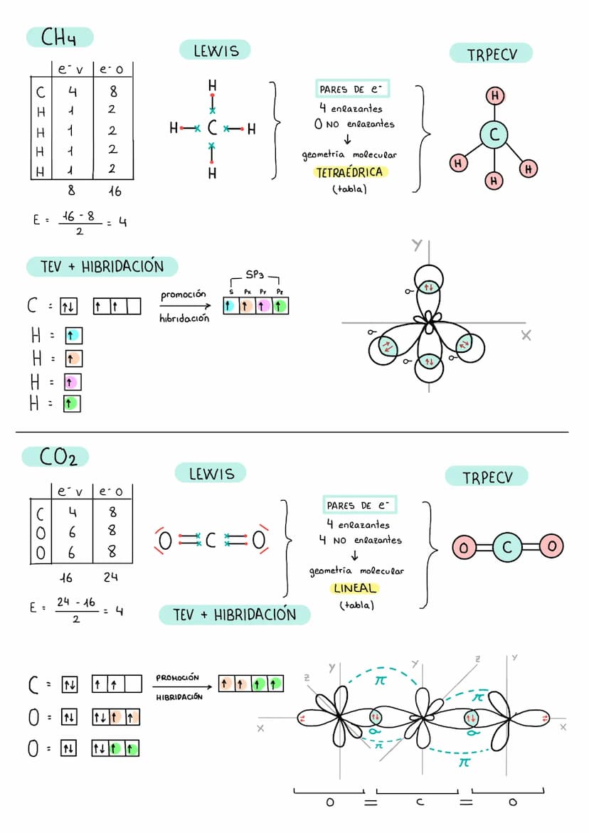 Z I I
N
H
H
H
H₂O
E =
H 1
1
HO
N
NH3
e v
E =
=
128
2
: ↑
STT T
5
6
8
TEV + HIBRIDACIÓN
H
1
1
8
e v e o
8
↑
↑↓
↑
e o
14-8
2
N X
2
d d
2
2
∞ N