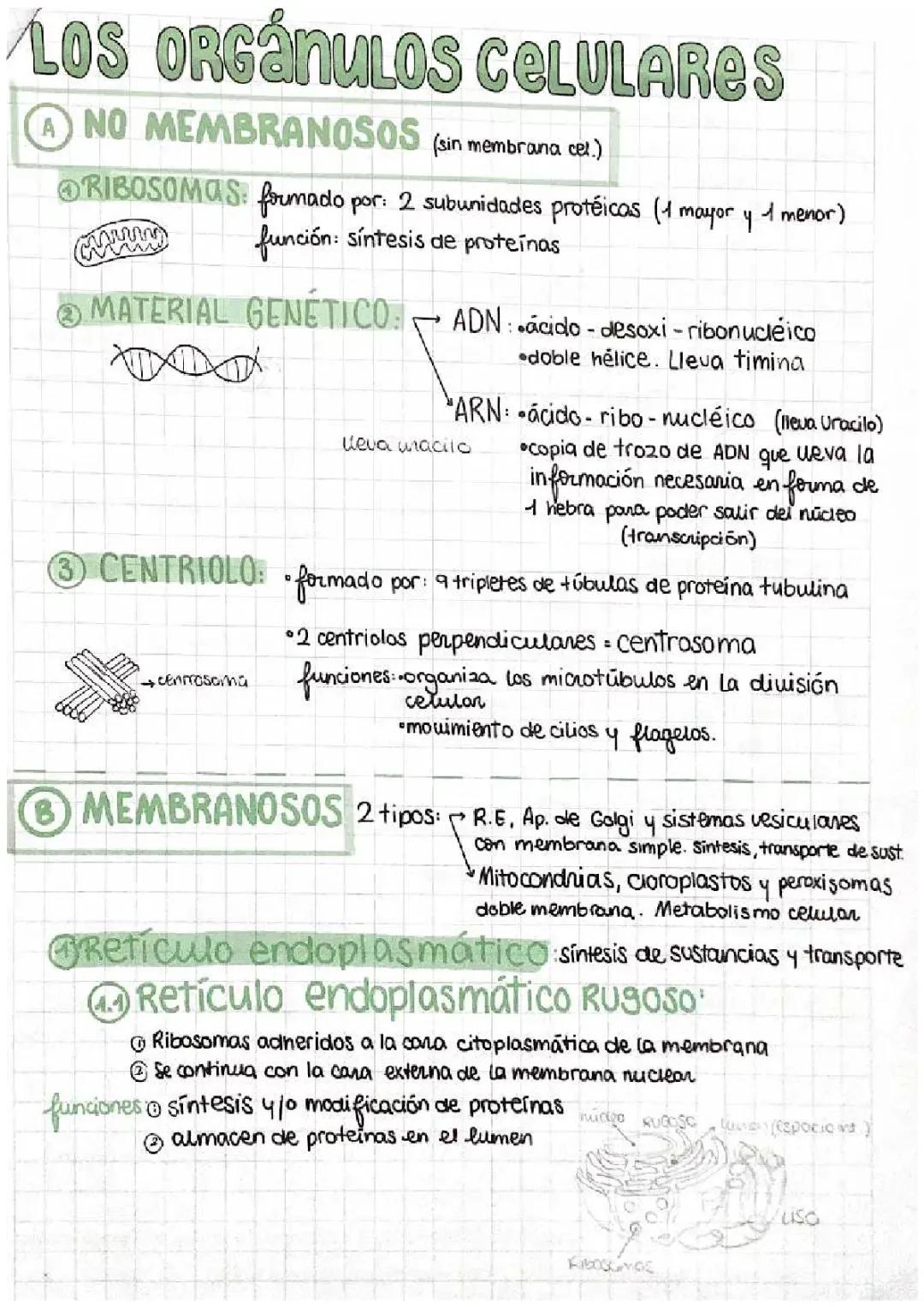 LOS ORGANULOS CELULARES