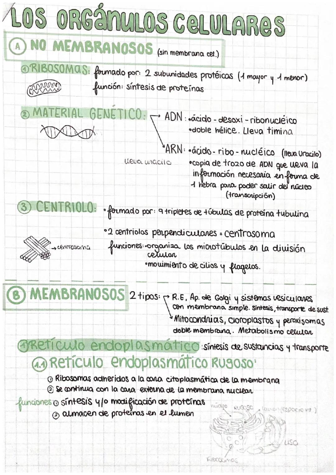 LOS ORGÁNULOS CELULARES
NO MEMBRANOSOS (sin membrana cel.)
ORIBOSOMAS: formado por: 2 subunidades protéicas (1 mayor y 1 menor)
función: sín