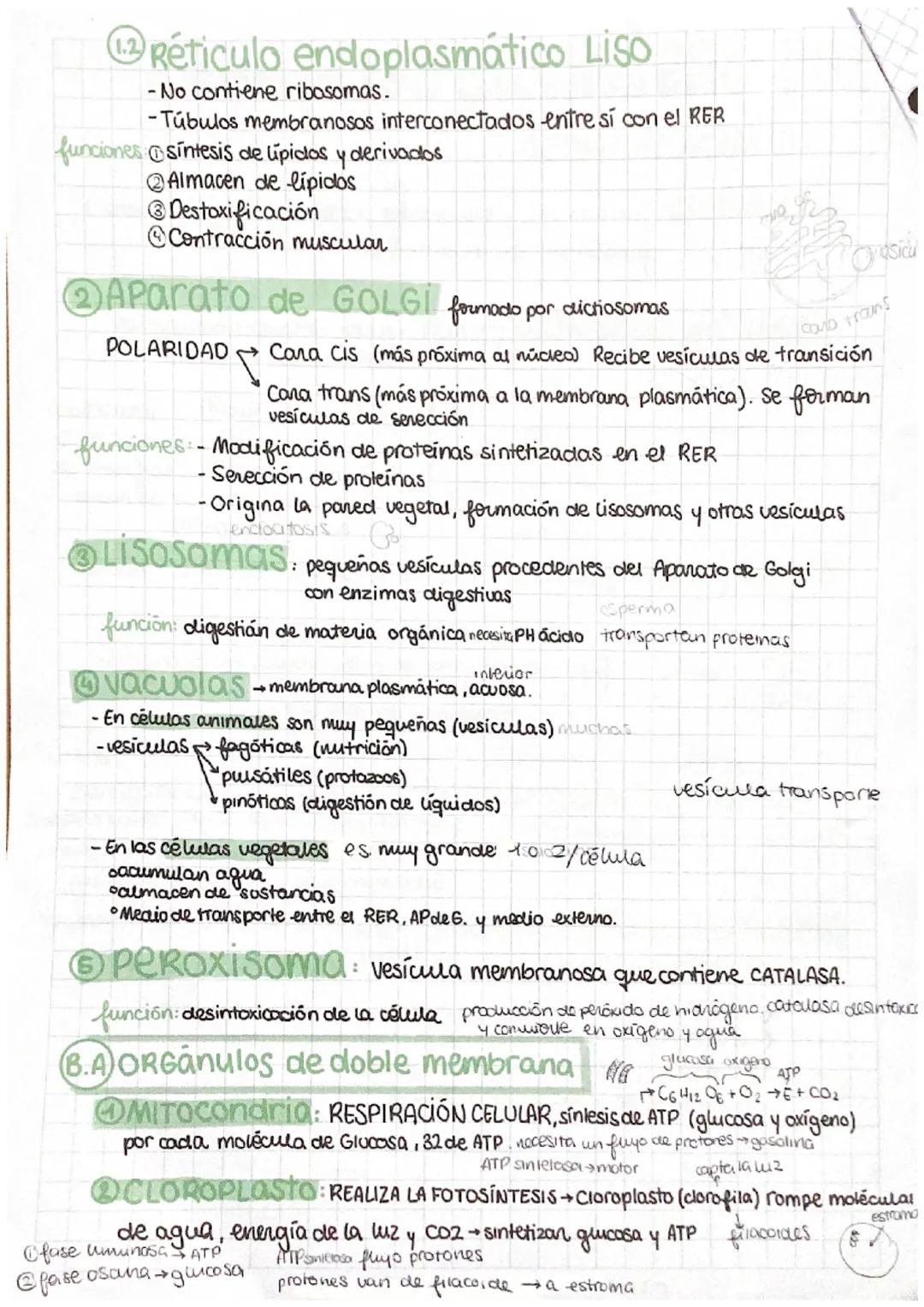 LOS ORGÁNULOS CELULARES
NO MEMBRANOSOS (sin membrana cel.)
ORIBOSOMAS: formado por: 2 subunidades protéicas (1 mayor y 1 menor)
función: sín